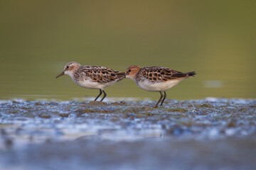 Bird Calidris minuta Little Stint small migratory bird north part of Poland Europe summer time two birds on the mud