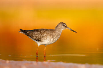 Shorebird - Redshank Tringa totanus on summer time warm light, migratory bird Poland Europe