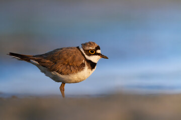 Shorebird Charadrius dubius, Little Ringed Plover on blurred background summer time Poland Europe