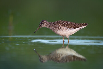 Shorebirds - Wood Sandpiper Tringa glareola, wildlife Poland Europe summer time migratory bird