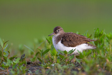 Bird Common Sandpiper Actitis hypoleucos small migratory bird, summer time Poland Europe