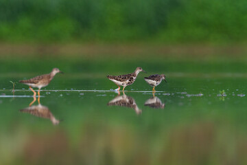 Shorebird - Philomachus pugnax, Ruff on summer time, migratory bird Poland Europe