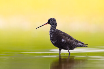 Shorebirds - Spotted redshank Tringa erythropus, wildlife Poland Europe summer time migratory bird