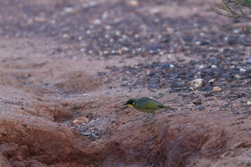 honeyeater