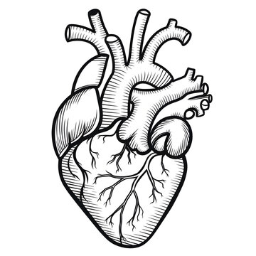 recommend clip art: human heart anatomy coloring page 