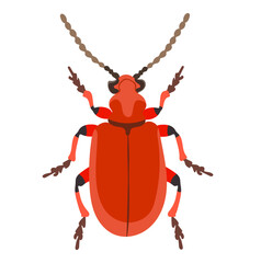 Red Beetle Insect Animal Illustration Isolated on White Background