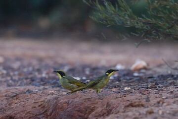 honeyeater