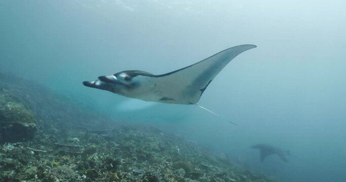 Manta ray flying in the sea in Komodo island
