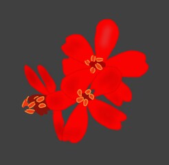 Pelargonium Red Flower for everything 