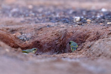 honeyeater