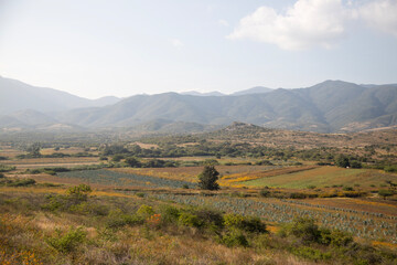 Fields of agave plants for organic mezcal production in the Oaxaca Valley of Mexico.