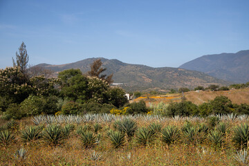 Fields of agave plants for organic mezcal production in the Oaxaca Valley of Mexico.