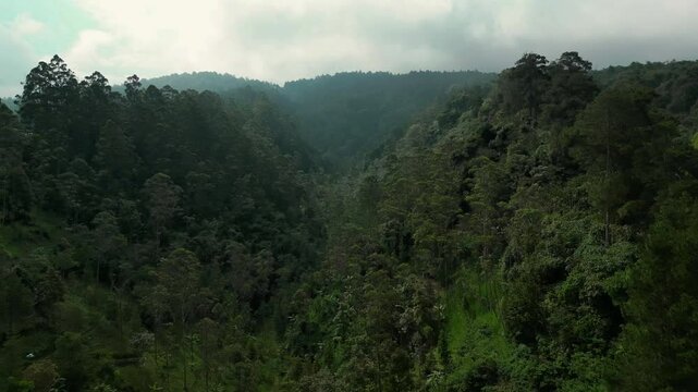 cinematic dolly push-in shot of west java jungle in Indonesia