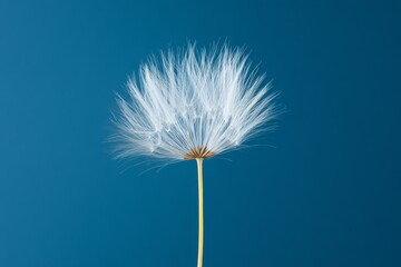 Fototapeta premium Soft dandelion with delicate white seeds against a blue sky