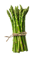 Fresh Bunch of Asparagus Tied with Twine on Isolated Background