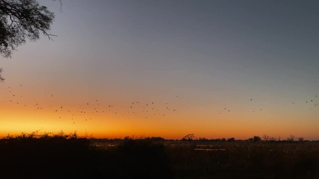 A flock of birds soars gracefully across a vibrant African sunset, creating a breathtaking and tranquil scene.