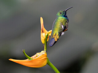 Green-breasted mango (Anthracothorax prevostiid)