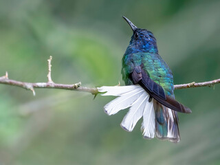 White-necked jacobin (florisuga mellivora)