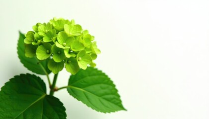 delicate green hydrangea leaf on isolated white background, clean, texture, focus