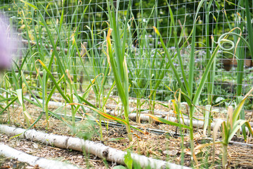 Mixed culture of garlic and climbing cucumbers with metal trellis support in organic garden, demonstrating sustainable mixed cultivation methods