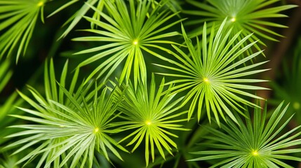 Lush green foliage, vibrant radial leaves.