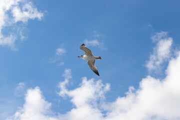 Seagull in the sky, soaring over the blue, beak pointed to the horizon, wild freedom above.
