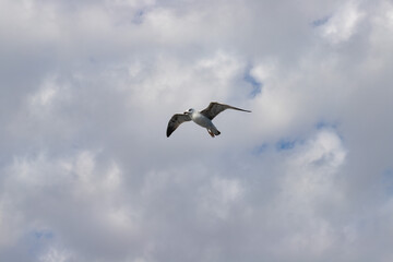 Seagull in the sky, a bird of the ocean, graceful movements in nature, freedom over the sea.