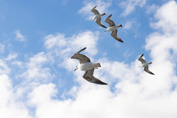 A flock of seagulls in the sky, avian flight over the vast ocean, carefree gliding with the clouds.