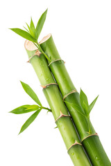 Obraz premium Fresh Green Bamboo Stalks with Leaves no background