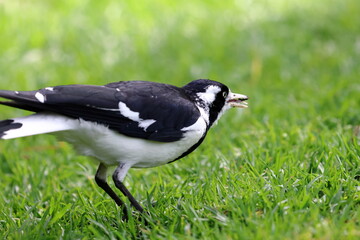 magpie lark