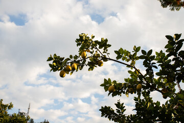 lemon tree branch with ripe yellow lemons and green leaves, set against a partly cloudy sky