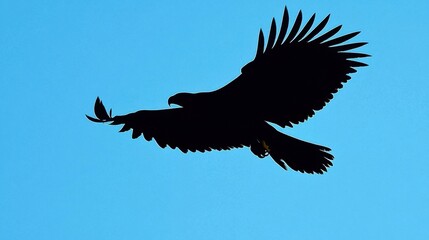 Obraz premium Silhouette of an eagle in flight looking for prey in the clear blue sky