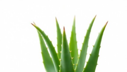 Fototapeta premium Aloe vera flower isolated on white background, single, flower
