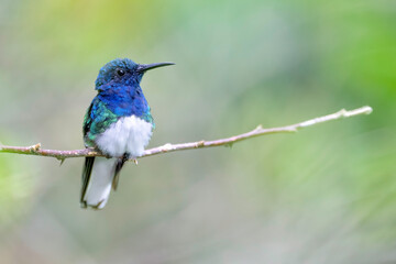 White-necked jacobin (florisuga mellivora)

