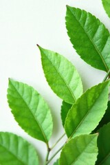 Delicate green mango leaves on a pristine white surface, plant, greens