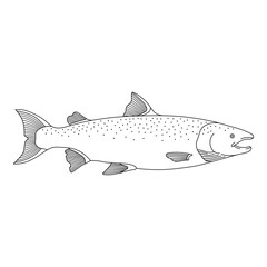 Hand drawn kids drawing vector illustration salmon fish cartoon isolated