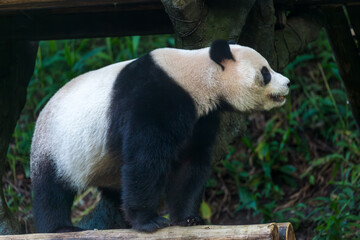 Panda’s midday nap: enjoy the delicious taste of bamboo