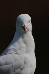 silver gull