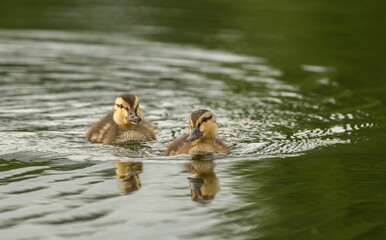 ducks in the lake