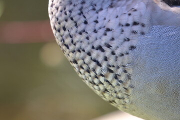 duck
