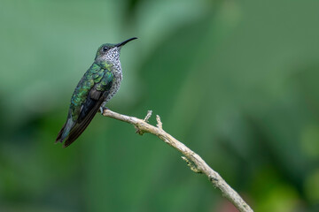 Female White-necked jacobin (florisuga mellivora)