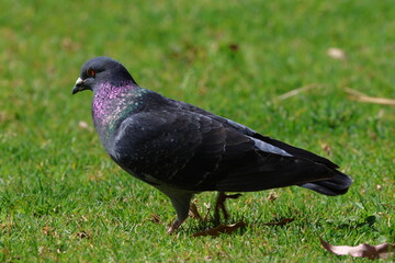 pigeon
