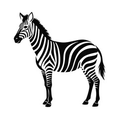 zebra isolated on white background