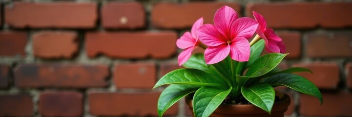 Trachelospermum asiaticum in a decorative planter against red brick, greenery, pink, jasmine