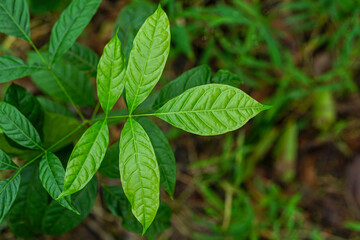 Swietenia mahogany tree green leaves in the forest 