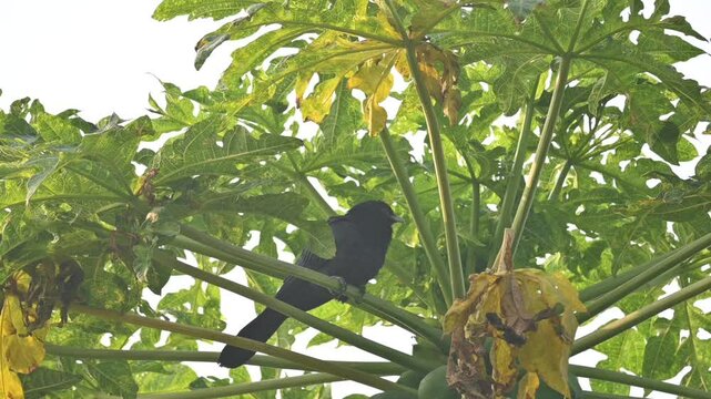 Asian koel or Eudynamys scolopaceus. It &nbsp;is a member of the&nbsp;cuckoo&nbsp;family&nbsp;of&nbsp;birds, the&nbsp;Cuculidae. It is found in the&nbsp;Indian Subcontinent. Male Asian koel sitting on papaya tree. Slow motion video. 