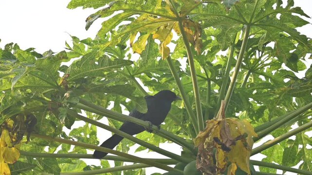 Asian koel or Eudynamys scolopaceus. It &nbsp;is a member of the&nbsp;cuckoo&nbsp;family&nbsp;of&nbsp;birds, the&nbsp;Cuculidae. It is found in the&nbsp;Indian Subcontinent. Male Asian koel sitting on papaya tree. Slow motion video. 