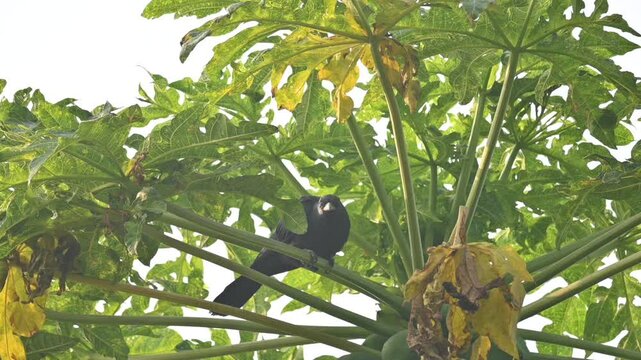 Asian koel or Eudynamys scolopaceus. It &nbsp;is a member of the&nbsp;cuckoo&nbsp;family&nbsp;of&nbsp;birds, the&nbsp;Cuculidae. It is found in the&nbsp;Indian Subcontinent. Male Asian koel sitting on papaya tree. Slow motion video. 