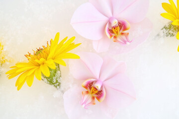 arrangement of bright yellow and pale pink flowers frozen in ice white background