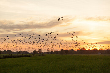 Flock of wild geese flying in sunset